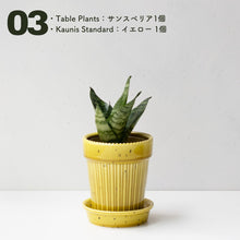 画像をギャラリービューアに読み込む, 【土を使わない観葉植物】テーブルプランツ(Table Plants)1品種×Kaunis Standard鉢セット