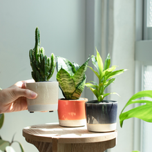 画像をギャラリービューアに読み込む, 【土を使わない観葉植物】カラー グレイズド ポット カバーセット (2号相当) ※テーブルプランツ(Table Plants)アレンジ