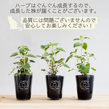 画像をギャラリービューアに読み込む, 【土を使わない観葉植物】猫が喜ぶテーブルプランツ for Cat (Table Plants)キャットニップ 数量限定
