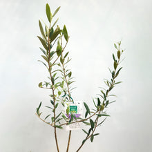 画像をギャラリービューアに読み込む, オリーブの木 ネバディロブランコ 5号 (高さ約80cm)
