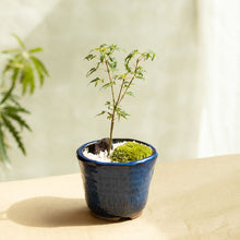 画像をギャラリービューアに読み込む, もみじのミニ盆栽 萬古焼鉢セット 3.5号 1鉢