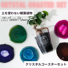 画像をギャラリービューアに読み込む, 【土を使わない観葉植物】 テーブルプランツ(Table Plants) ×カラフルCRYSTAL COASTERセット