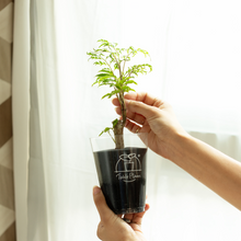 画像をギャラリービューアに読み込む, 【土を使わない観葉植物】テーブルプランツ(Table Plants) ポリシャス