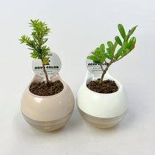 画像をギャラリービューアに読み込む, 【底面給水鉢で育てる】アクアコロン ミニボンサイ(お楽しみ!品種おまかせ) 3号 1鉢