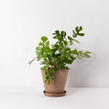 画像をギャラリービューアに読み込む, ヒメモンステラ 5号 おしゃれな植木鉢カバーセット(アートストーンS) ギフトにもおすすめ