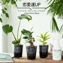 画像をギャラリービューアに読み込む, 【風水効果で選ぶ!】テーブルプランツ(Table Plants) 3種+Table Plants Waterセット ※土を使わない観葉植物