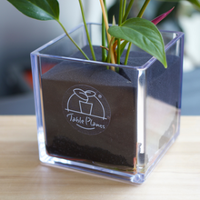 画像をギャラリービューアに読み込む, 【TablePlantsCUBE(テーブルプランツキューブ)専用】スポンジ単品