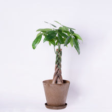 画像をギャラリービューアに読み込む, パキラねじり 7号 おしゃれな鉢カバーセット