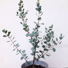 画像をギャラリービューアに読み込む, 【予約商品:2/9発送】ユーカリ・リトルハート(ウェブステリアナ) 4.5号