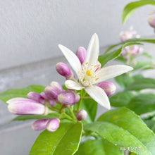 画像をギャラリービューアに読み込む, 【数量限定】実付きレモンの木(リスボン) 5号 ※予約商品:6/29まで 出荷予定:7/4