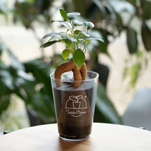 画像をギャラリービューアに読み込む, 【カンパイプランツ!】テーブルプランツ(Table Plants) ガジュマル×amabro GRIP MUG セット(土を使わない観葉植物)