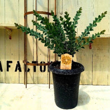 画像をギャラリービューアに読み込む, 【期間限定:5/26まで】サンカクバアカシア 6号