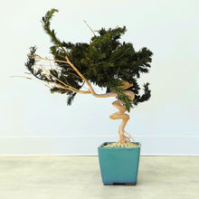 画像をギャラリービューアに読み込む, ドライ盆栽® スマート・緑