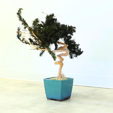 画像をギャラリービューアに読み込む, ドライ盆栽® スマート・緑