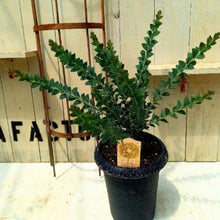 画像をギャラリービューアに読み込む, 【期間限定:5/26まで】サンカクバアカシア 6号