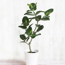 画像をギャラリービューアに読み込む, フィカス・ベンガレンシス 7号