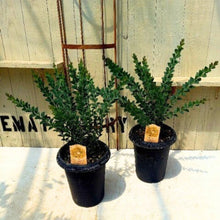 画像をギャラリービューアに読み込む, 【期間限定:5/26まで】サンカクバアカシア 6号