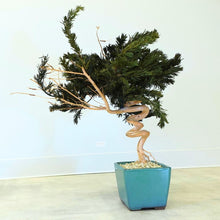 画像をギャラリービューアに読み込む, ドライ盆栽® スマート・緑