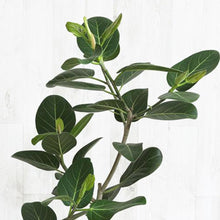 画像をギャラリービューアに読み込む, フィカス・ベンガレンシス 7号