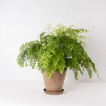 画像をギャラリービューアに読み込む, アジアンタム・フレグランス 5号 おしゃれな植木鉢カバーセット