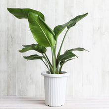画像をギャラリービューアに読み込む, ストレリチア・オーガスタ 7号 室内におすすめ観葉植物