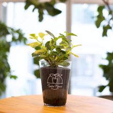 画像をギャラリービューアに読み込む, 【土を使わない観葉植物】つる性テーブルプランツ(Table Plants) アイビー(ヘデラ)寄せ植え