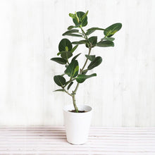 画像をギャラリービューアに読み込む, フィカス・ベンガレンシス 7号