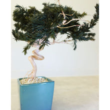 画像をギャラリービューアに読み込む, ドライ盆栽® スマート・緑