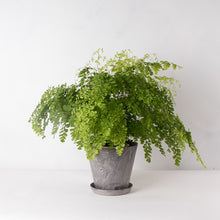 画像をギャラリービューアに読み込む, アジアンタム・フレグランス 5号 おしゃれな植木鉢カバーセット