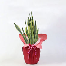 画像をギャラリービューアに読み込む, 【ギフトラッピング】サンスベリア・ローレンティー 7号 シンプル鉢カバーセット 誕生日/新築祝い/引っ越し祝い/結婚祝い