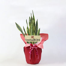 画像をギャラリービューアに読み込む, 【ラッピング&木札付き】サンスベリア・ローレンティー 7号 ギフトにおすすめ 鉢カバーセット 開店・開業祝い/移転・引っ越し祝い/誕生日祝い