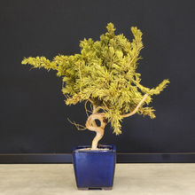 画像をギャラリービューアに読み込む, ドライ盆栽® スマート・黄