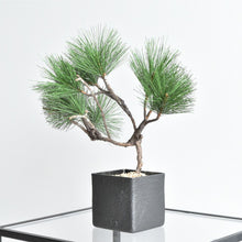 画像をギャラリービューアに読み込む, ドライ盆栽® ミニ松