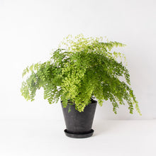 画像をギャラリービューアに読み込む, アジアンタム・フレグランス 5号 おしゃれな植木鉢カバーセット