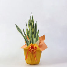 画像をギャラリービューアに読み込む, 【ギフトラッピング】サンスベリア・ローレンティー 7号 シンプル鉢カバーセット 誕生日/新築祝い/引っ越し祝い/結婚祝い