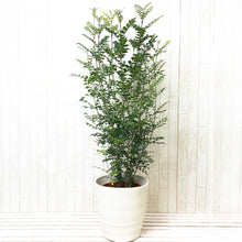 画像をギャラリービューアに読み込む, シマトネリコ 8号 鉢カバーセット 大型 庭木 シンボルツリー ギフトにおすすめ