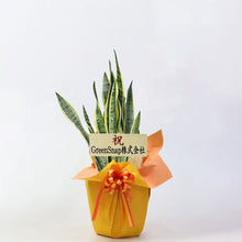 画像をギャラリービューアに読み込む, 【ラッピング&木札付き】サンスベリア・ローレンティー 7号 ギフトにおすすめ 鉢カバーセット 開店・開業祝い/移転・引っ越し祝い/誕生日祝い