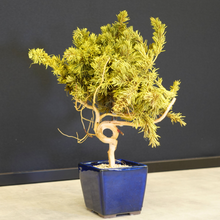 画像をギャラリービューアに読み込む, ドライ盆栽® スマート・黄