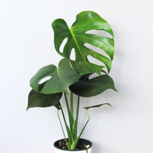 画像をギャラリービューアに読み込む, モンステラ・アダンソニー 4号 室内におすすめ 初心者向き