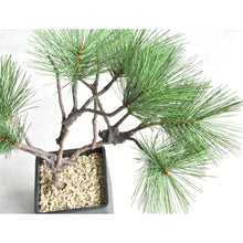 画像をギャラリービューアに読み込む, ドライ盆栽® ミニ松