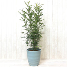 画像をギャラリービューアに読み込む, シマトネリコ 8号 鉢カバーセット 大型 庭木 シンボルツリー ギフトにおすすめ