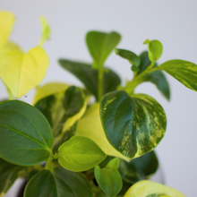 画像をギャラリービューアに読み込む, 【土を使わない観葉植物】テーブルプランツ(Table Plants) ペペロミア・グラベラ