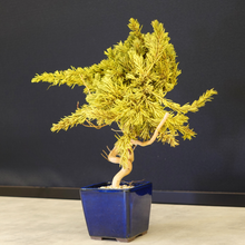 画像をギャラリービューアに読み込む, ドライ盆栽® スマート・黄