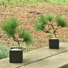 画像をギャラリービューアに読み込む, ドライ盆栽® ミニ松