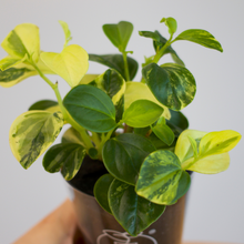 画像をギャラリービューアに読み込む, 【土を使わない観葉植物】テーブルプランツ(Table Plants) ペペロミア・グラベラ