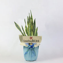 画像をギャラリービューアに読み込む, 【ラッピング&木札付き】サンスベリア・ローレンティー 7号 ギフトにおすすめ 鉢カバーセット 開店・開業祝い/移転・引っ越し祝い/誕生日祝い