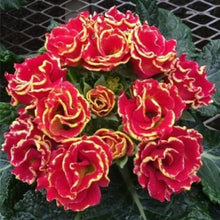 画像をギャラリービューアに読み込む, 【予約商品:2/2発送】プリムラ・ポリアンサ'リボン' 4号 3ポットセット(花色おまかせ)