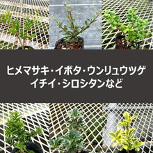 画像をギャラリービューアに読み込む, 【底面給水鉢で育てる】アクアコロン ミニボンサイ(お楽しみ!品種おまかせ) 3号 1鉢