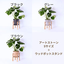 画像をギャラリービューアに読み込む, モンステラ・アダンソニー 6号 シンプルでおしゃれな鉢カバー&ポットスタンドセット