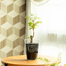 画像をギャラリービューアに読み込む, 【土を使わない観葉植物】テーブルプランツ(Table Plants) ポリシャス